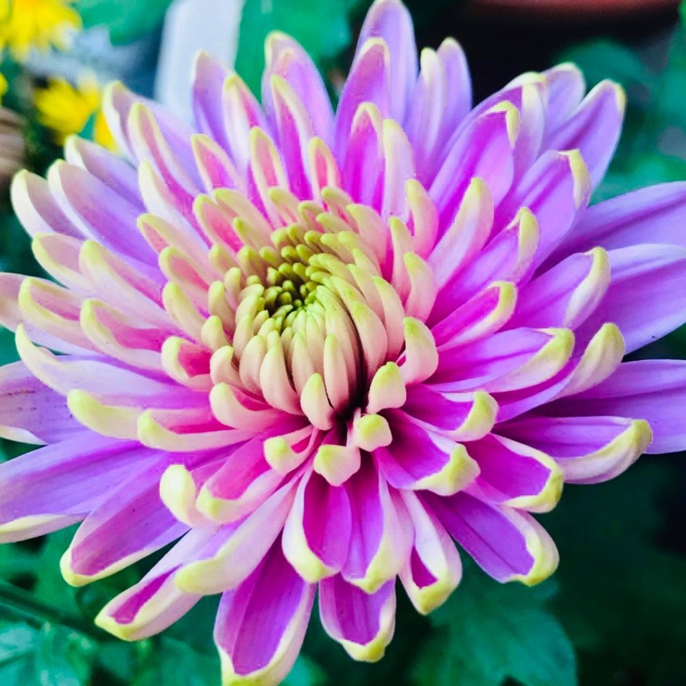🌼💚🌼💚🌼💚🌼💚🌼💚🌼💚🌼💚🌼💚🌼 - Picture 11 of 12